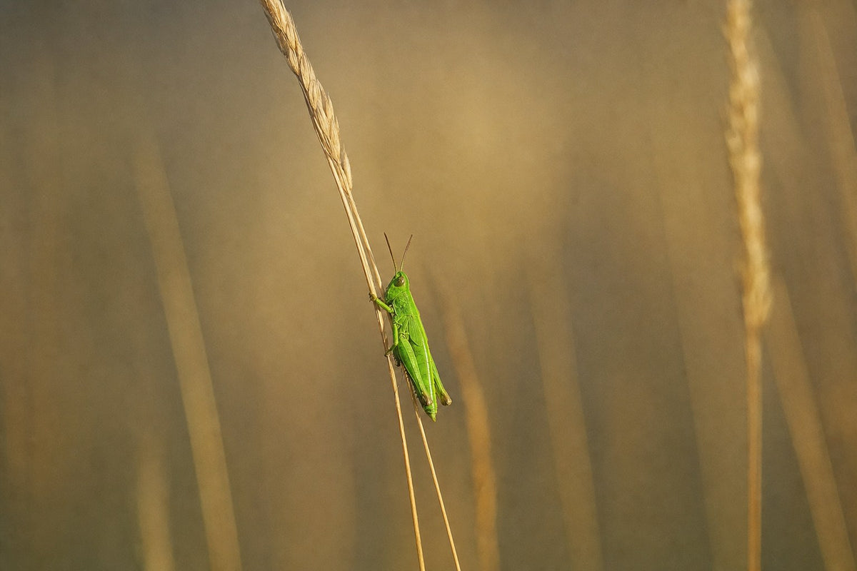 Grillo — NALIA Berlin